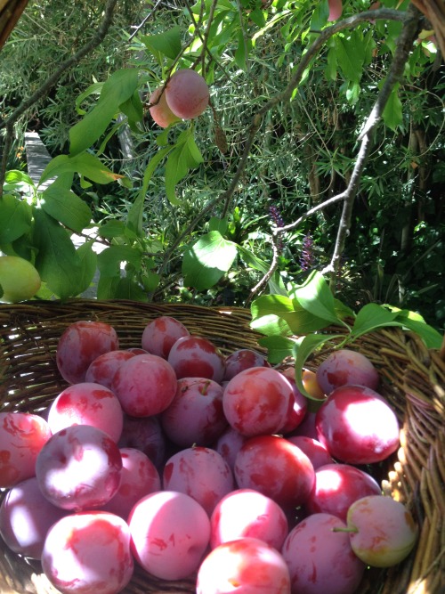 ediblegardensla:Picking plums in a garden in Santa Monica.  A friend invited me over to come see her