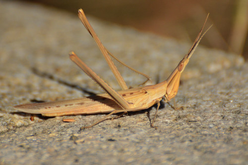 onenicebugperday:Long-nosed funnyface locust,Truxalis nasuta,AcrididaeFound most frequently in Spain