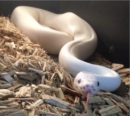 oneiromania:he pushed all the bedding away from one spot in his enclosure and is now sitting in it h