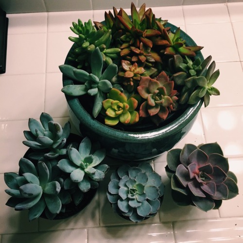http://kelseyysternn.tumblr.com/post/117835334497
