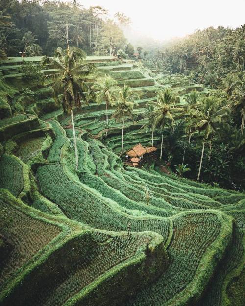 earth - Rice fields in Bali, Indonesia @