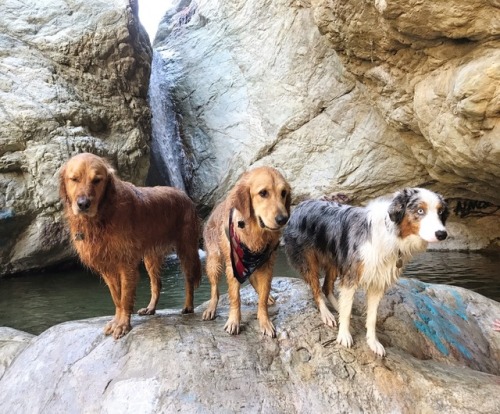 Dallas, Ziggy, and Oliver having the best Sunday morning playing by a waterfall.(instagram: taniainn