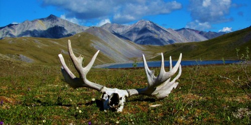 natesboneblog:Pretty Skulls In Alaska. Walrus: National Geographic Moose:  bucktrack.comCaribou: htt