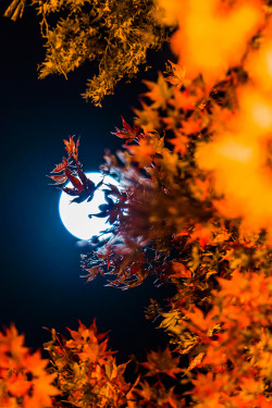 plasmatics-life:  Hidden in autumn leaves |  by Takk B. 