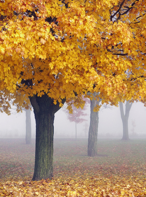 radivs: Misty Maples II by Leda Robertson