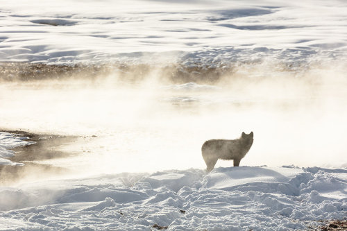 Picture by Jacob W. Frank A member of the Wapiti Lake Pack is silhouetted by a nearby hot spring in 