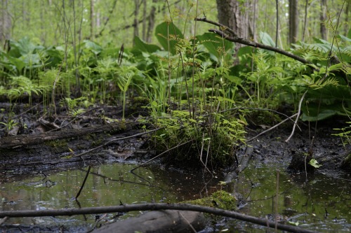 Ferns growing in a swampy area at Westminster Ponds (photographer: Giles Whitaker)