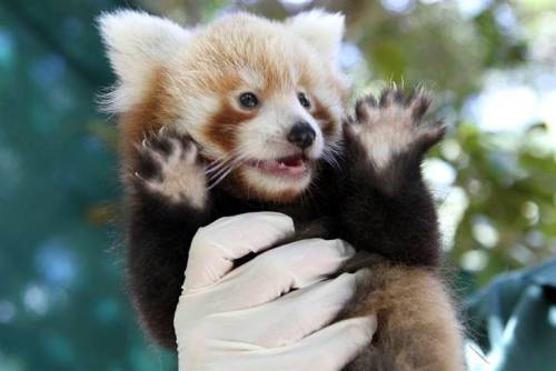 neednothavehappenedtobetrue: we conclude our photospam with a baby panda doing jazz hands. presumabl