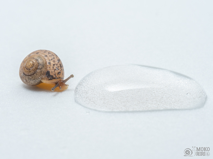 Snails Let S Hang Out Together 一緒に遊ぼう Snails Let S Hang Out Together 一緒に遊ぼう