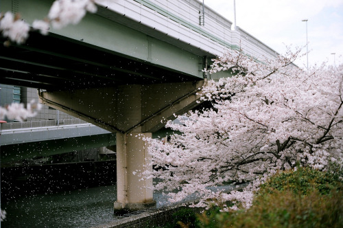 fluoric:Sakura tree (by yasu19_67)