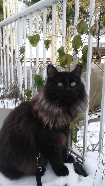 medusa-illustration-personal:Brought my fluff out for his first snow walk! Mostly a snow sit.