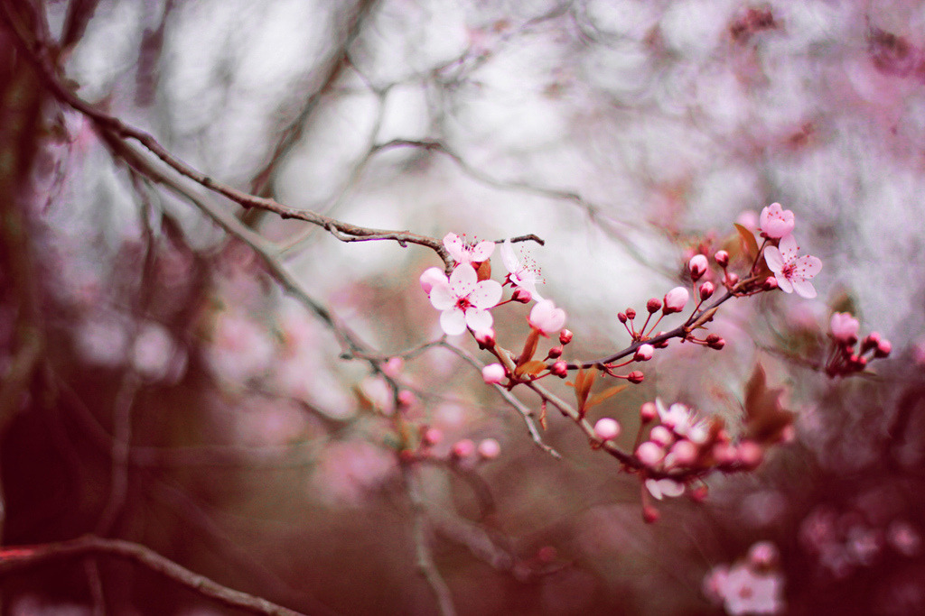 englishsnow:  by ►i.Anton 
