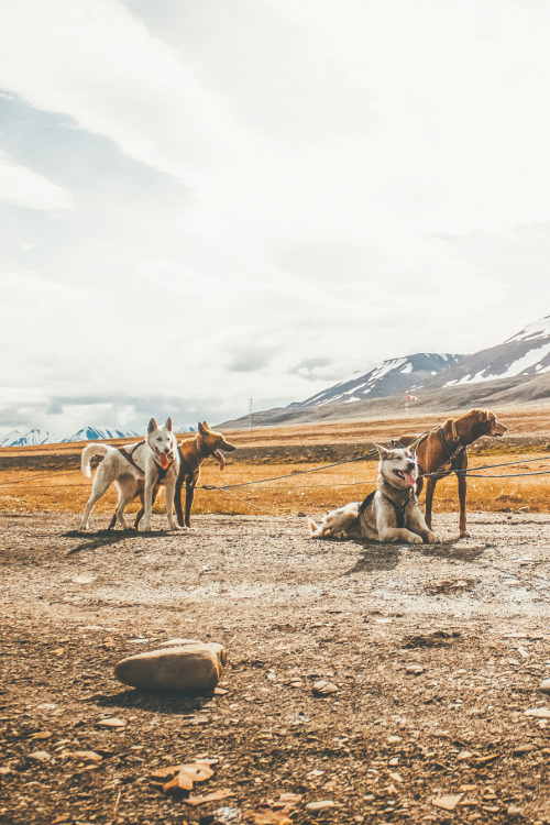 airemoderne:  Svalbard husky by Ruslan Merzlyakov 