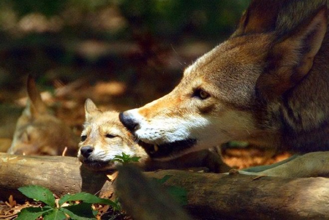  Red wolf (Canis rufus) Dad with his cubs 