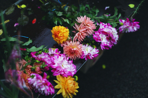 Flowers at the Columbia Road Flower Market. 