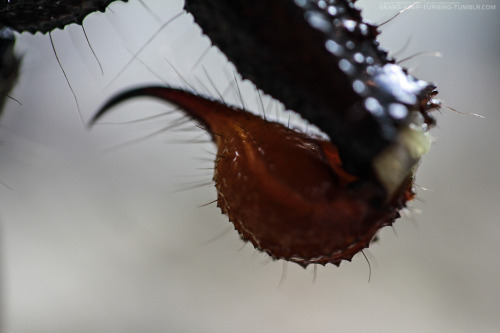 gears-keep-turning:Furiosa AestheticEmperor Scorpion (Pandinus imperator)Remember that she is my pet