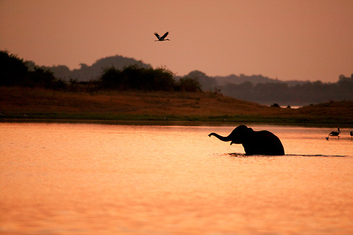 ainawgsd:  The Asian or Asiatic elephant (Elephas maximus) is the only living species