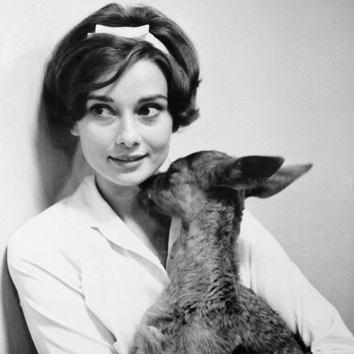 genterie:In 1958-1959, Audrey Hepburn took care of a baby deer for the sake of her role in the mov
