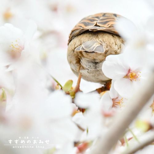 さくらチリ #スズメ #ちゅん活 #sparrow #photo #photography #bird #birb #animal #healing #Artpanel #books #すずめのおみせ