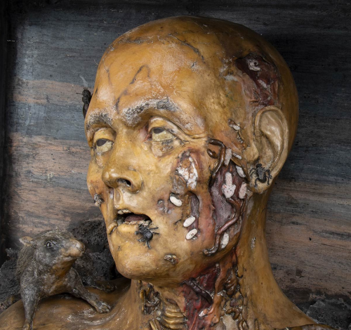 Ceroplast, Anatomical Bust With Verminaio - 1699-1700, Gaetano Giulio Zumbo (1656-1701).