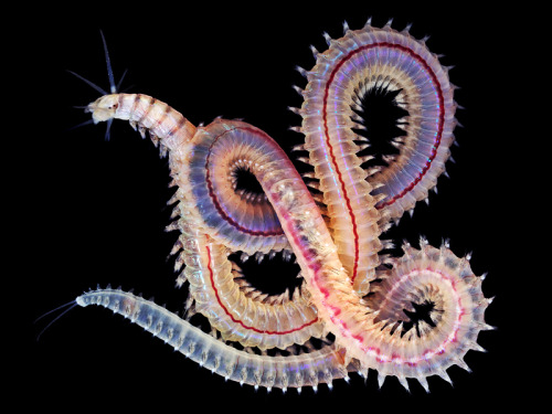 Newly Discovered Deep Sea Worms Unknown to Science Scientist and marine researcher Alexander Se