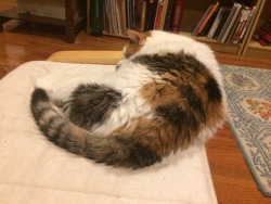 swish-and-flck:  hattiecattie:  hattiecattie: hattiecattie: Livin life dangerously, sleepin on the edge she fell off while I was posting this  “I meant to do that”  @mostlycatsmostly 