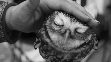  ☽ la luna ☾