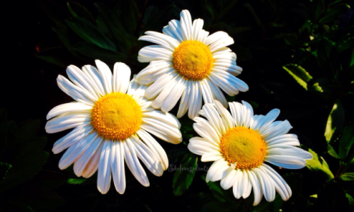 shelovesplants:Daisies are like sunshine on the ground