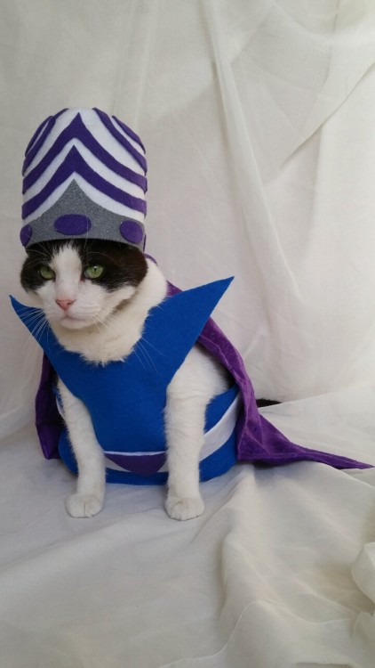 cat-cosplay:timeywimeyjedi:Cosmo’s 2015 Halloween costume “Now, if you’ll excuse me, I, Mojo Jojo, h