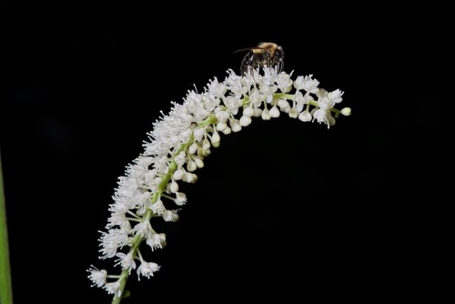 Actaea racemosa (Black Cohosh) and Bumblebee