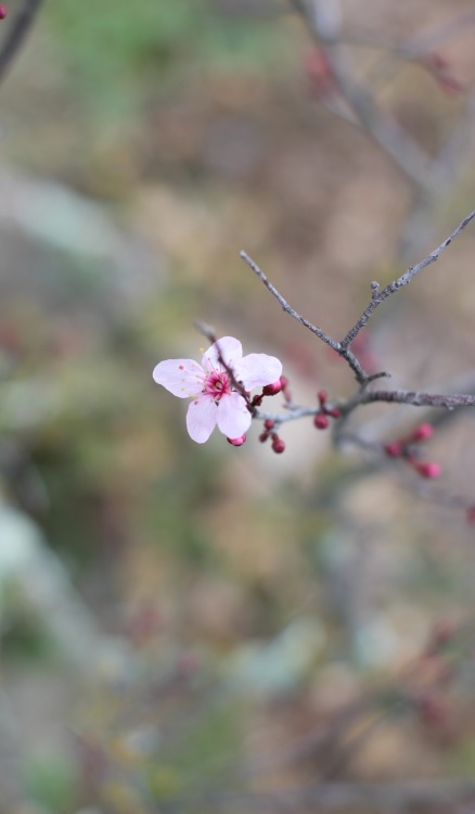 prunus