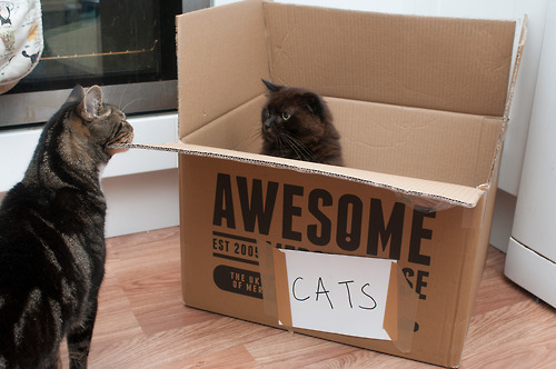 catasters:  “Don’t be jealous just because I’m more awesome than you…” 