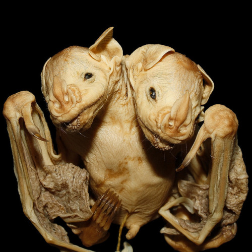 thewitchkingofangmarr:conjoined bat twins found in Brazilian forest. 