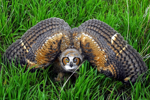 NIGHTLY, HAWKTER, GENJAR (Dark/Flying) & Mega GENJAR (Dark/Fighting)