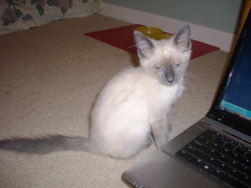 lordhaurchefant:feekins:Photoset #1 of 4 - In loving memory of SookieShe started brightening others’