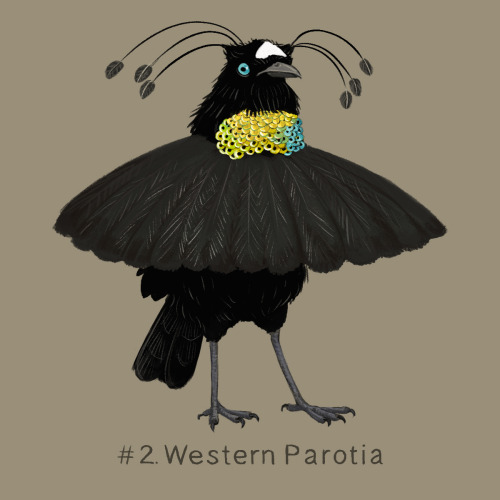 100 Weird Birds: Day 2For Day 2 of my 100 Weird Birds, I picked the Western Parotia. It is a bird-of