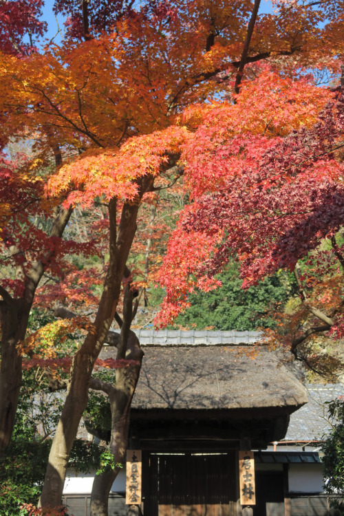 ninetail-fox:a thatched roof ,Kamakura