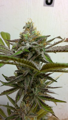 greendreamcannabis:  Look at this Beautiful Chunkdawg #57.