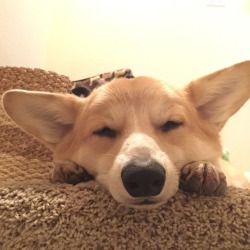 bebopthecorgi:When your human talks too much