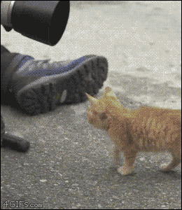 4gifs:  I am the captain meow. [video]