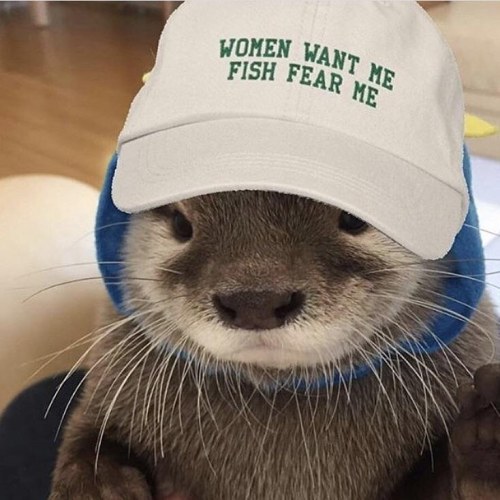 bisexualshakespeare: [ID: An otter wearing a white baseball cap reading; “women want me fish fear me