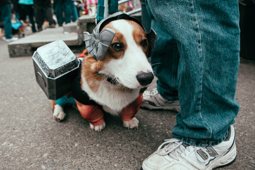 whatsthedaily:  joshualewis:  The 2013 Annual Costumed Corgi Howloween Walk in Seattle happened and it was the BEST. Check out the full gallery here: http://goo.gl/W7Hkbx  Thorgi has returned to warn us The Bark World is planning to invade the seven