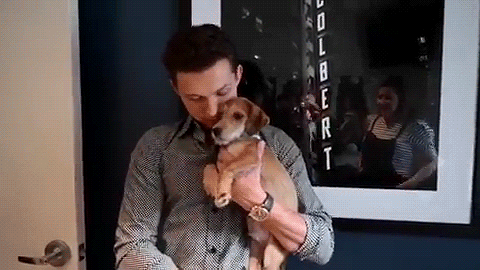peteparkrrs:colbertlateshow: Backstage with @tomholland2013 and some puppies❤️That puppy is ridiculo