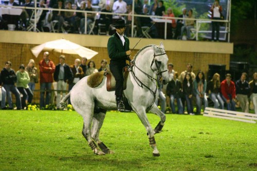 OxidadoXaquiro x CocaLusitano, Stallion15.3hhBorn 1994