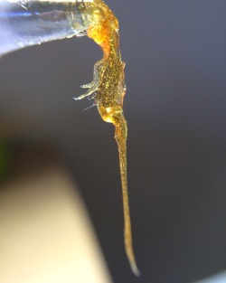 starvetheegofeedthestoner:  Sour Tangie flower rosin 