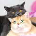 cat-lover-1001:Most adorable family 😍😘