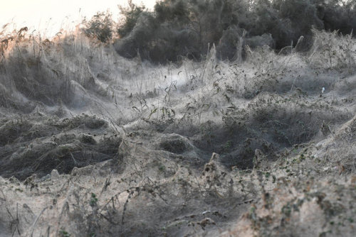 end0skeletal: This September (2018) in Aitoliko, Greece, the beach was covered in a blanket of massi