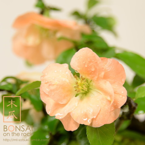 木瓜（ボケ）の盆栽BOKEH, Japanese Quince bonsai2018.4.14 撮影bonsai on the rock| Creema | BASE | Zazzle.co.jp |