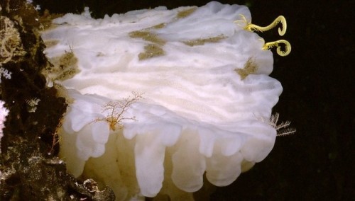 Large white glass sponge with yellow crinoid to right and white hydroid.