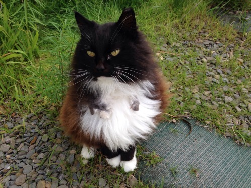cloudynavigator:honestly just look at this cat